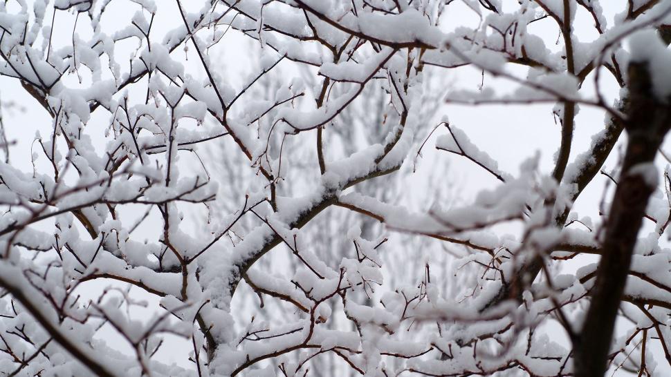 Free Image of Snow Covered Japanese Maple Tree Branches 