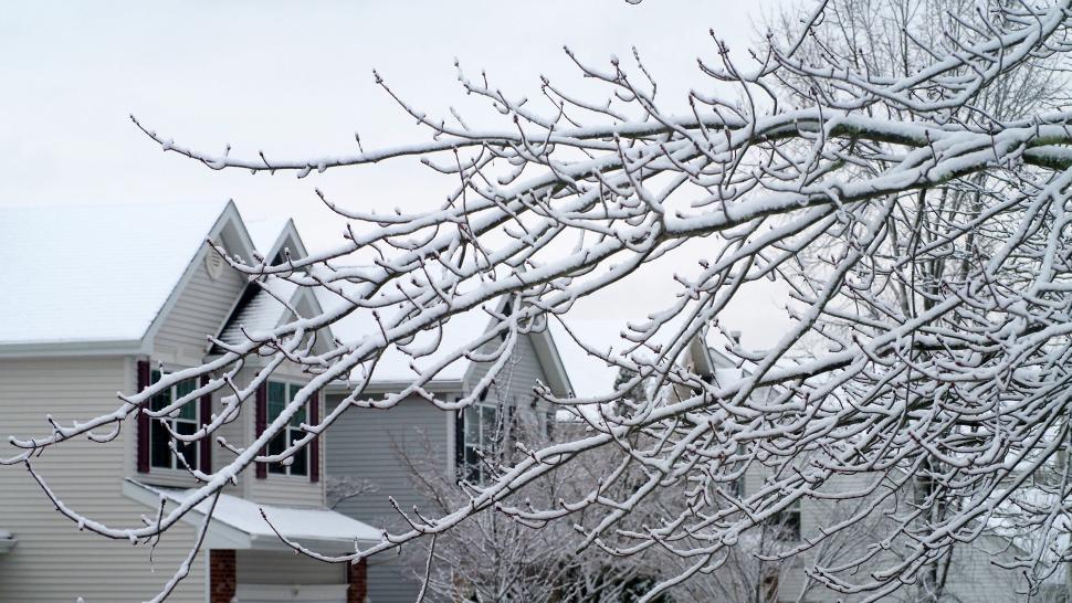 Free Image of Snow Covered Tree 