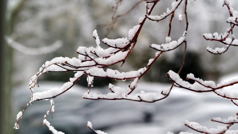 Free Image of Snow On Bare Japanese Tree 
