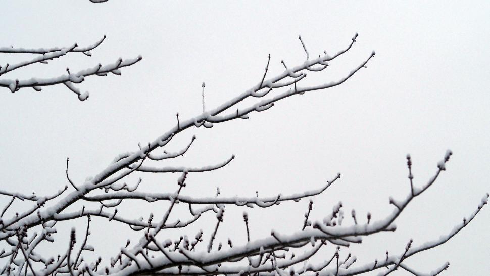 Free Image of Light Snow Covering Tree Branches 