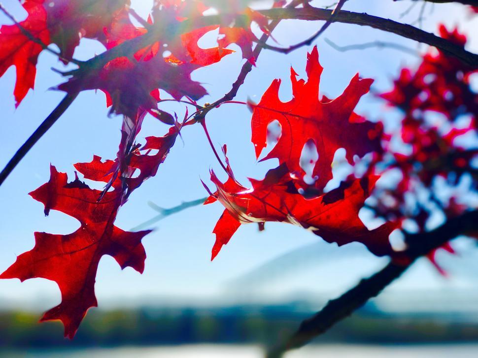 Free Image of Bright red leaves capture the essence of autumn sunlight 