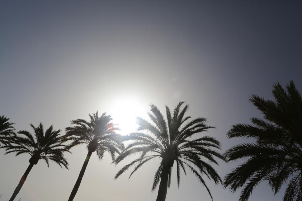 Free Image of Silhouetted palm trees against a bright sun in the sky 
