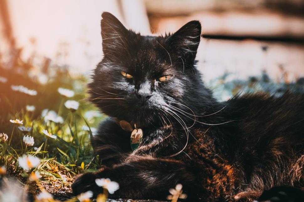 Free Image of Feline relaxing in a sunlit garden with flowers 