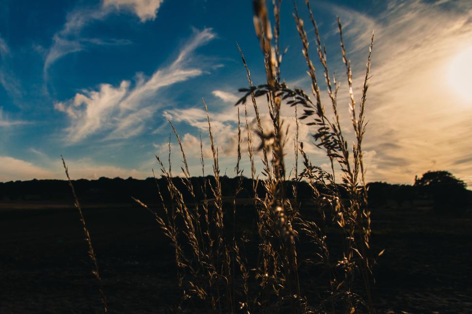 Free Image of Golden grass sways in the warm evening light 