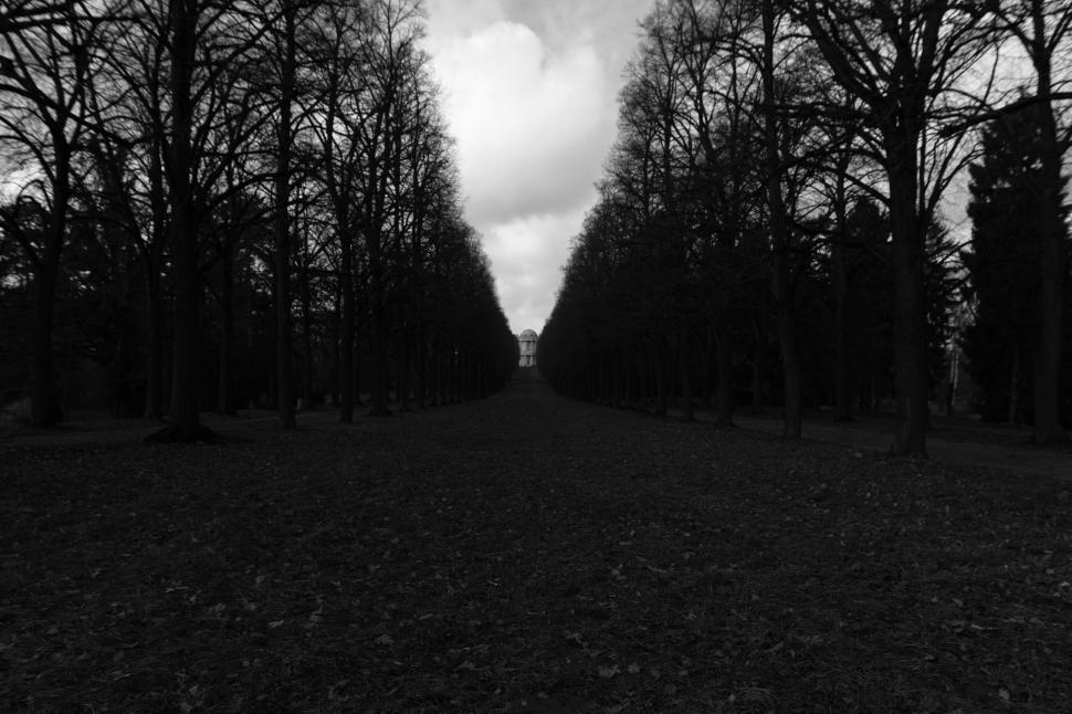 Free Image of Path through bare trees in a cloudy landscape 
