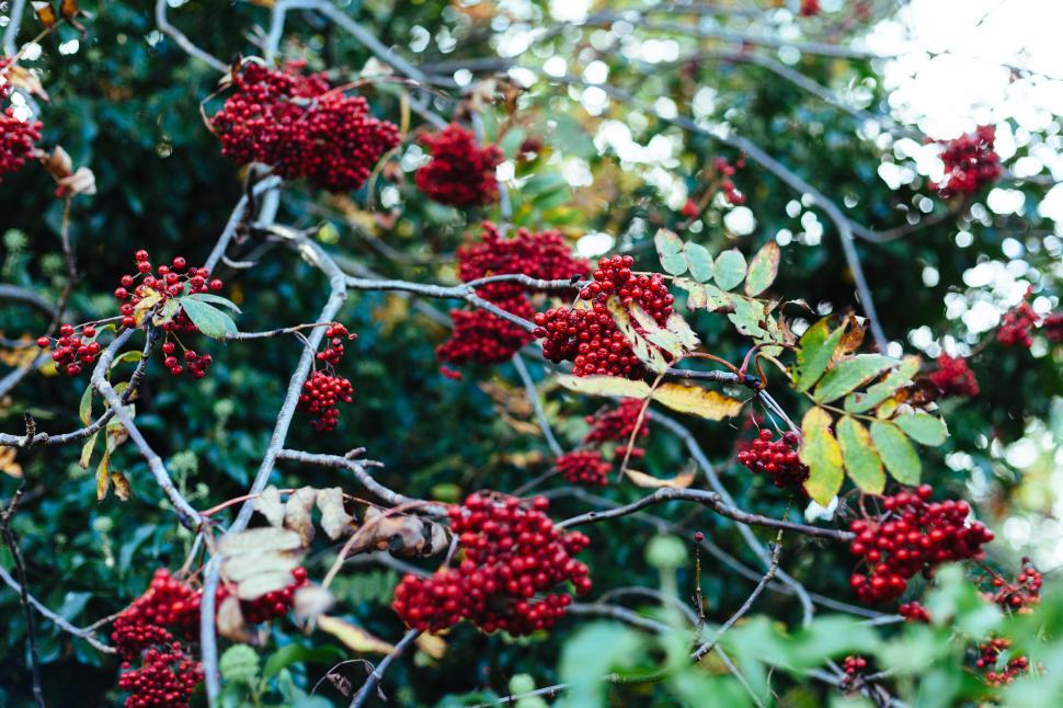 Free Image of Colorful red berries on branches in the garden 