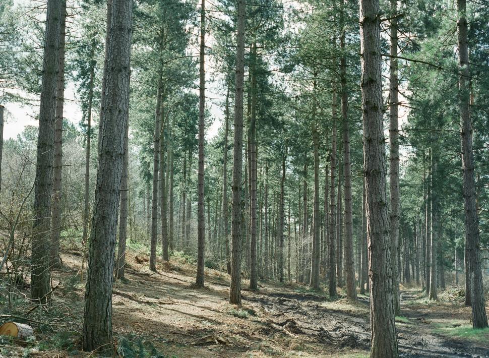 Free Image of Pine forest pathway with sunlight filtering through trees 