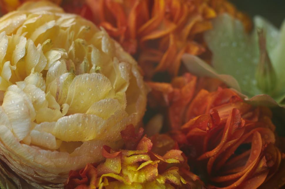 Free Image of Vibrant flowers in warm tones captured in soft light 