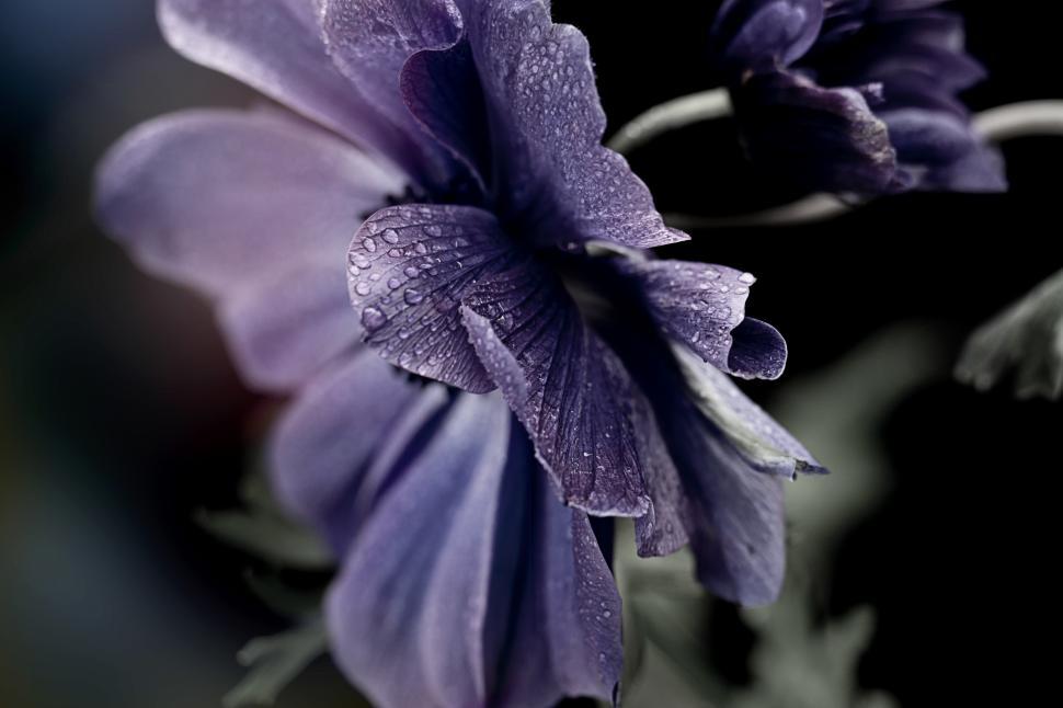Free Image of Purple flower with droplets captured in soft light 