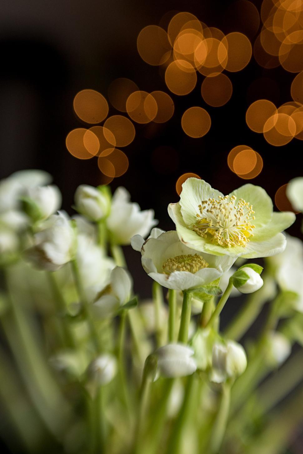 Free Image of Beautiful white flowers with soft lights in the background 
