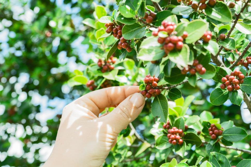 Free Image of Hand reaching for ripe berries on a sunny day in a lush garden 