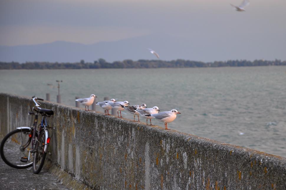 Free Image of Seagulls perch along a waterfront wall at dusk near a parked bicycle 