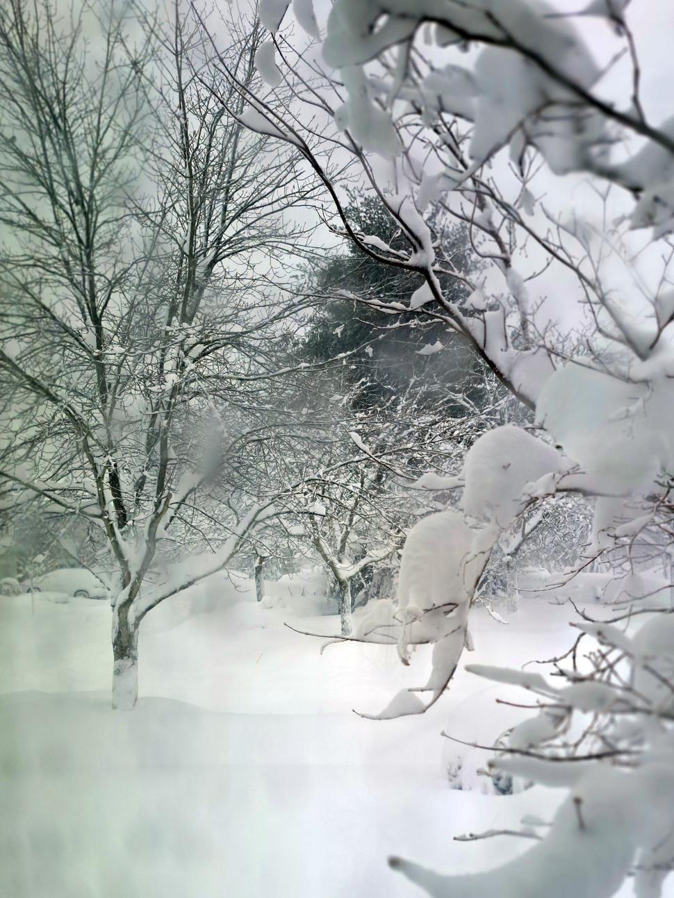 Free Image of Snow Covered Tree 
