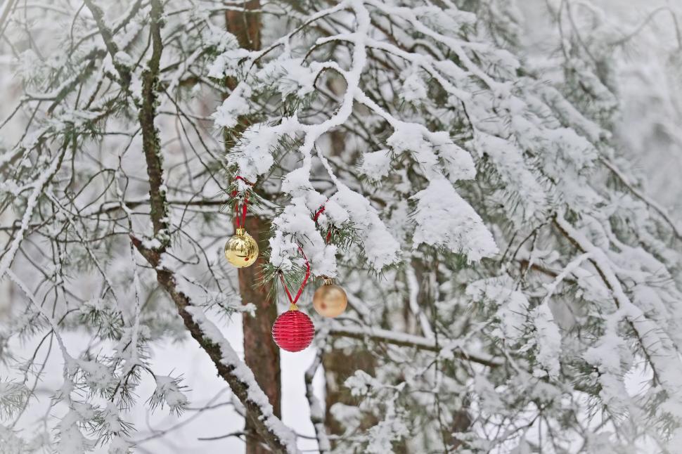 Free Image of Holiday decorations hang on snowy tree branches 