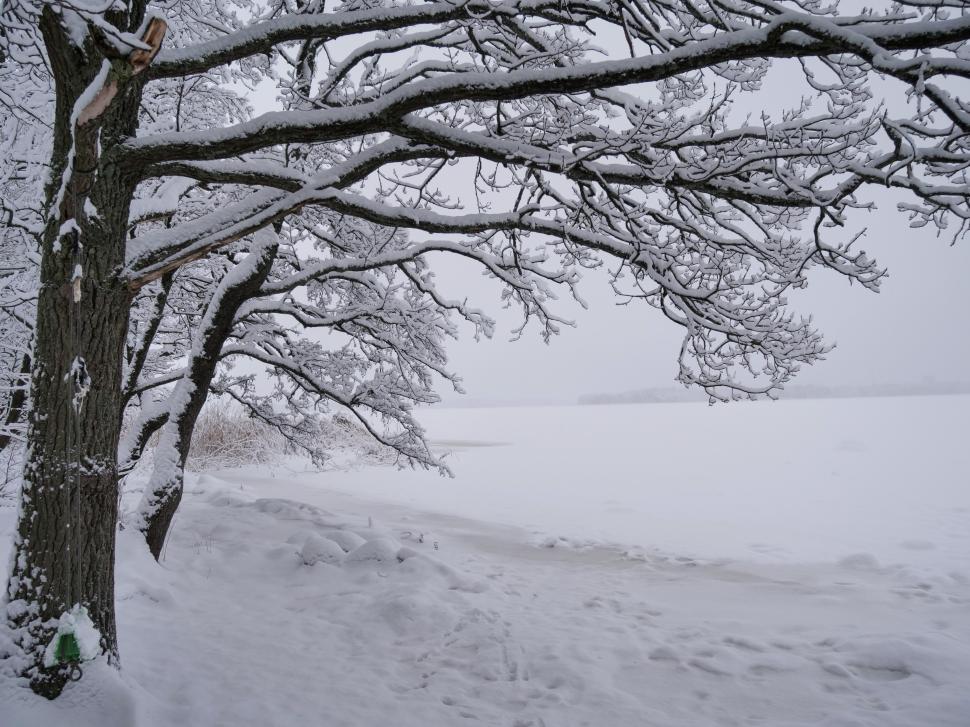 Free Image of Winter landscape with snow-covered trees by the lake 