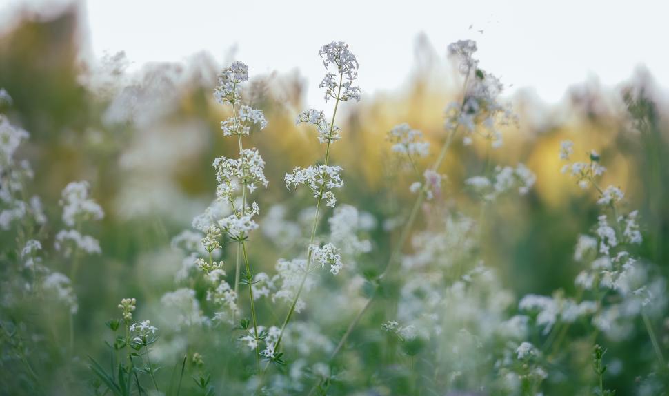 Free Image of Wildflowers bloom in a sunny open field during spring 