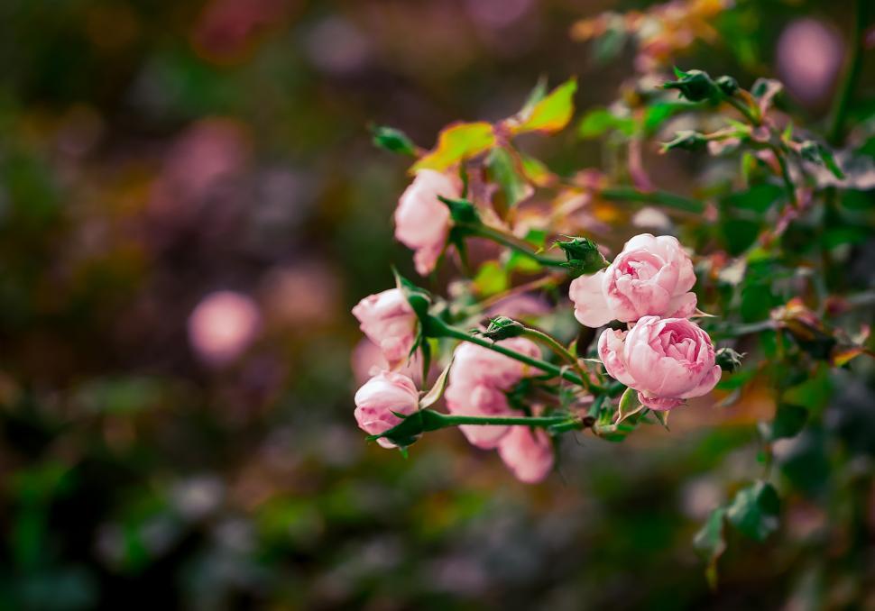 Free Image of Blossoming pink roses in a lush green garden 