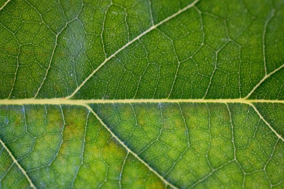 Free Image of Close-up view of a green leaf showing detailed vein patterns 