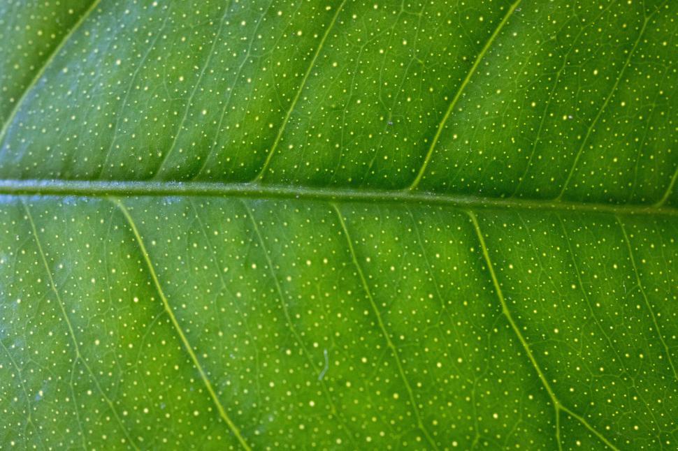 Free Image of Close-up view of a vibrant green leaf showing intricate details 