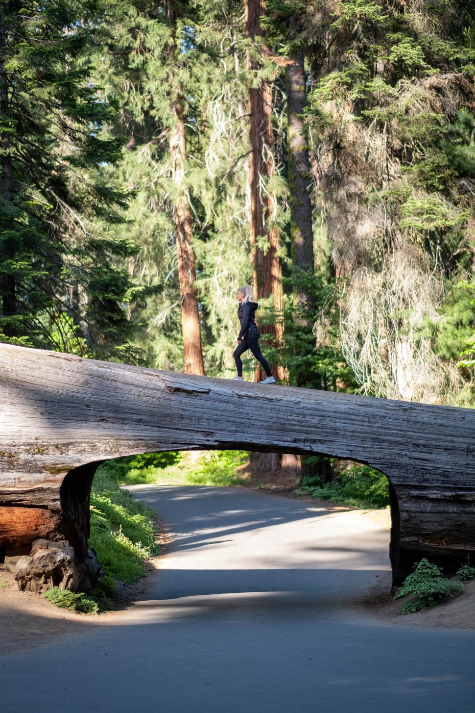 Free Image of Person walking on Tunnel Log at Sequoia National Park 
