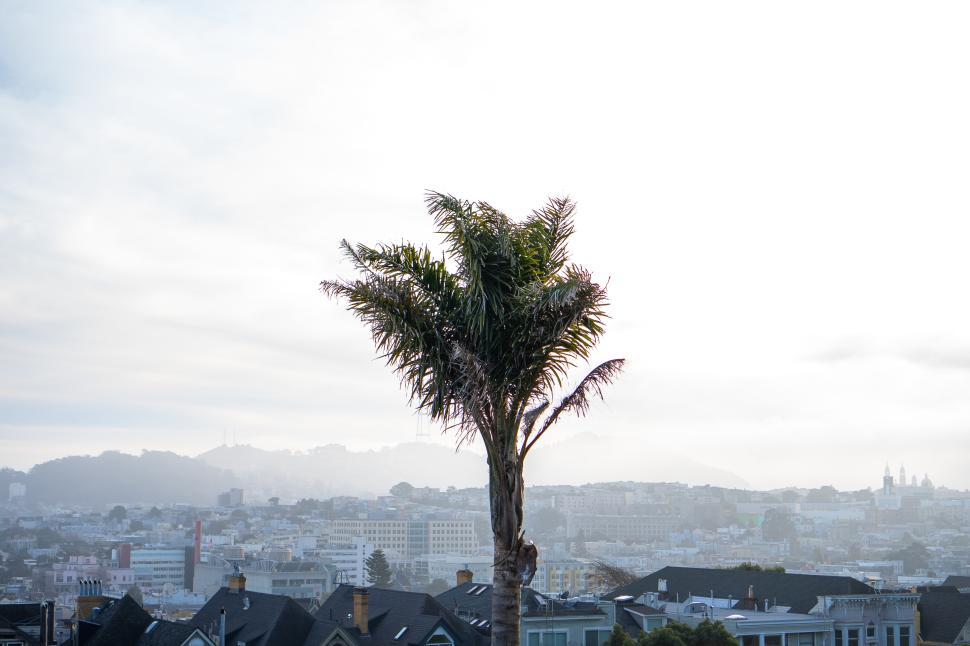 Free Image of View of a palm tree overlooking a foggy cityscape at sunset 