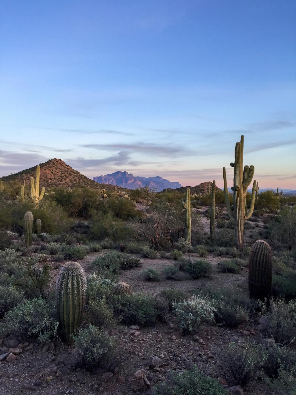 Free Image of Beautiful desert landscape with cacti at sunset in Arizona 