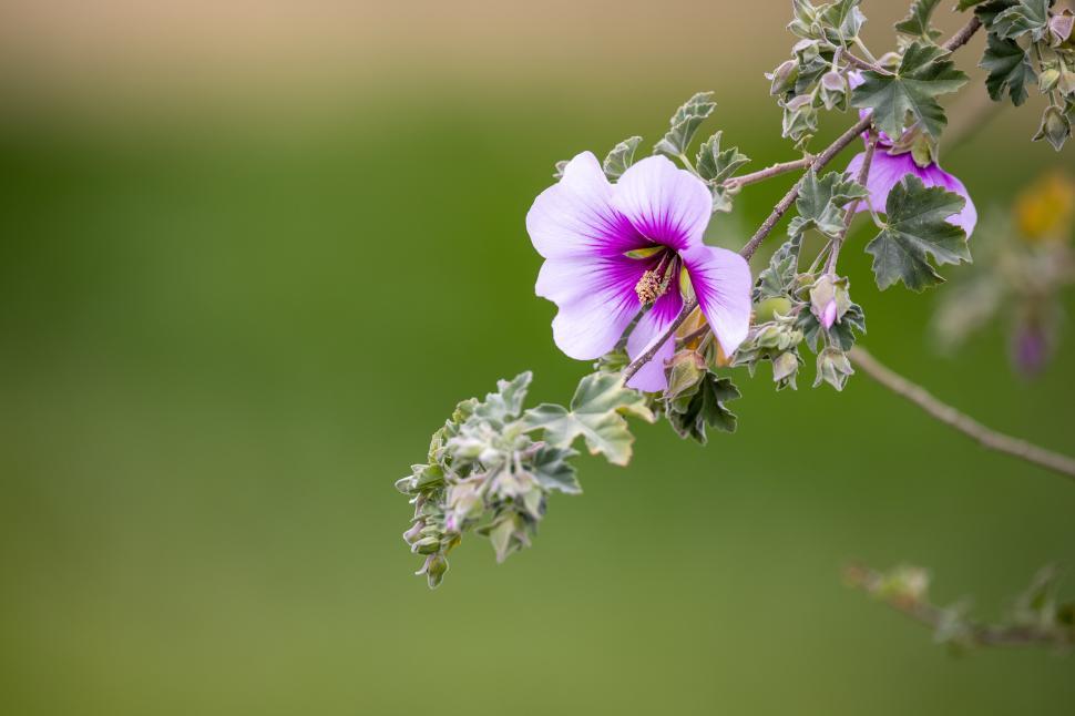 Free Image of Purple flower blooms on branch in natural setting during daytime 