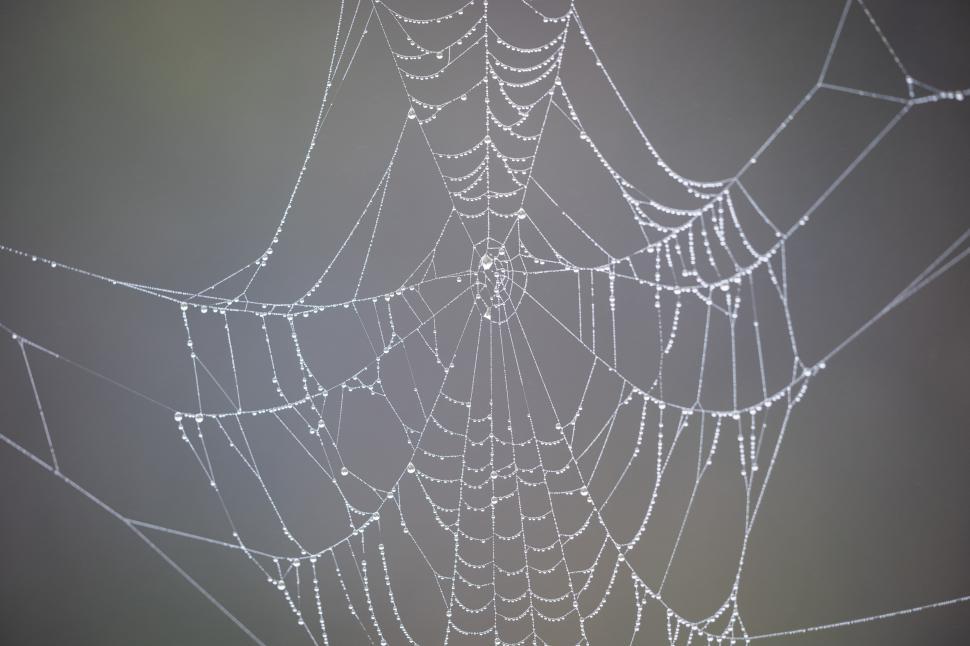 Free Image of Delicate spider web adorned with dew drops in early morning light 