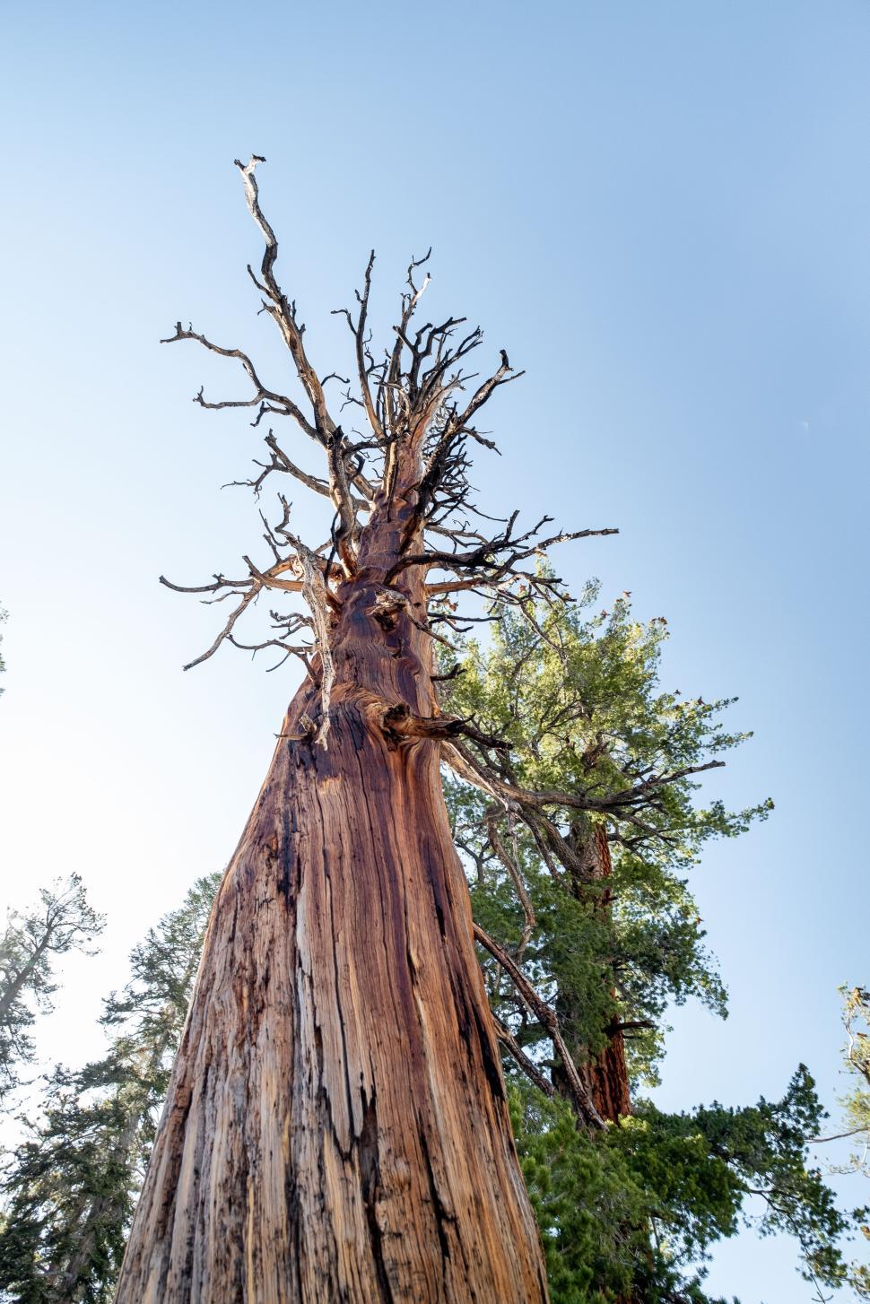 Free Image of Majestic ancient tree reaching towards a clear blue sky 