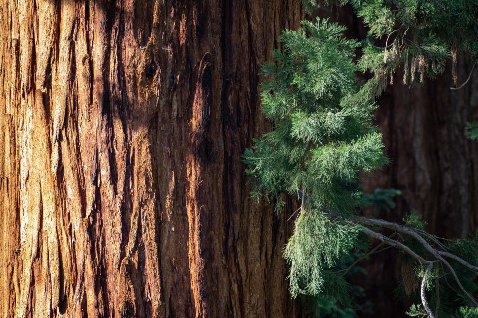 Free Image of Majestic tree bark and greenery captured in natural sunlight 