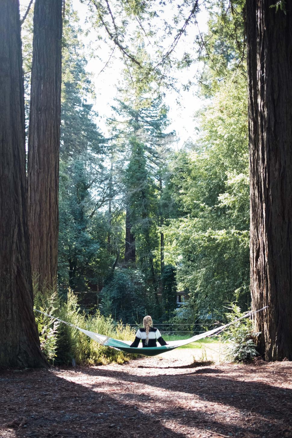 Free Image of Relaxing in a hammock surrounded by tall redwood trees in a serene forest 