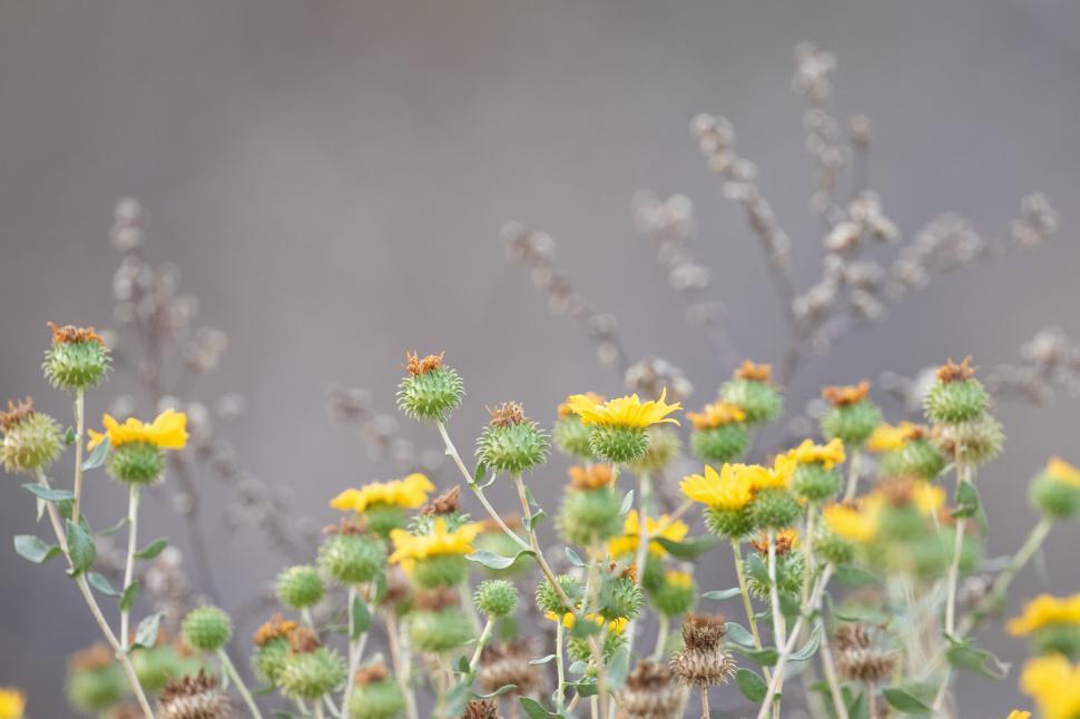 Free Image of Wildflowers bloom in a natural setting during spring season 