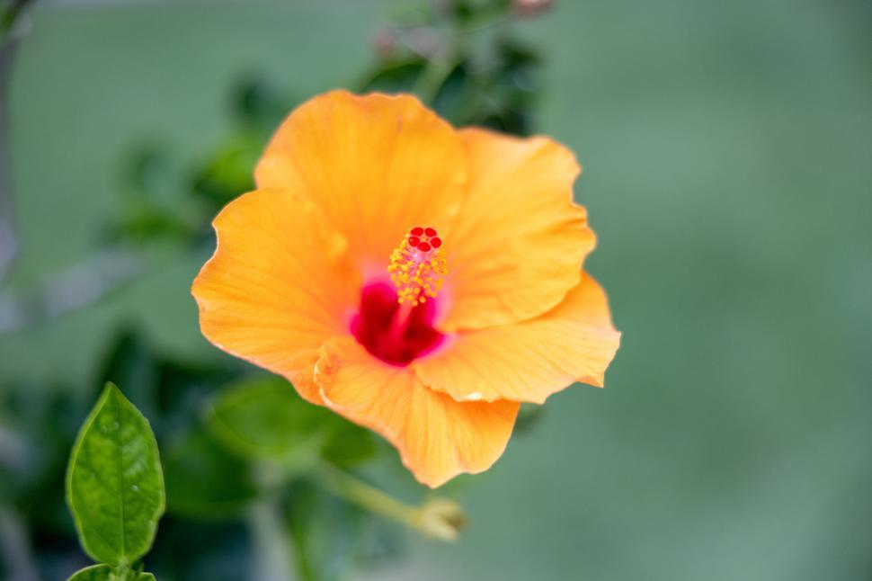Free Image of Bright orange hibiscus flower in a tropical garden setting 