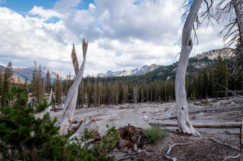 Free Image of Scenic view of a mountainside forest with unique tree formations 