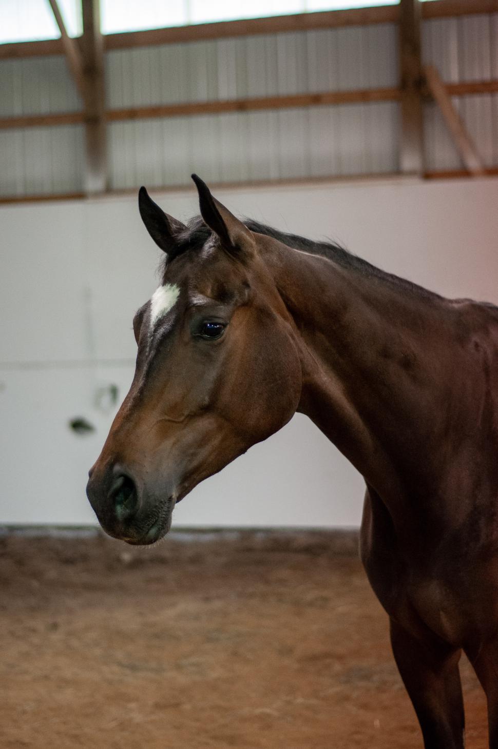 Free Image of Brown horse standing in a stable with wooden beams and soft lighting 