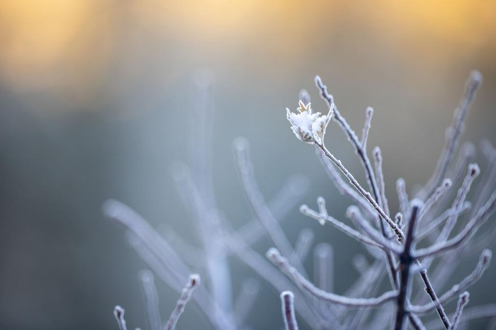 Free Image of Frost-covered branch displaying delicate flower in winter morning 
