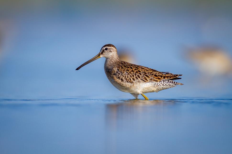 Free Image of Snipe wading through shallow water during a calm morning in wetland area 