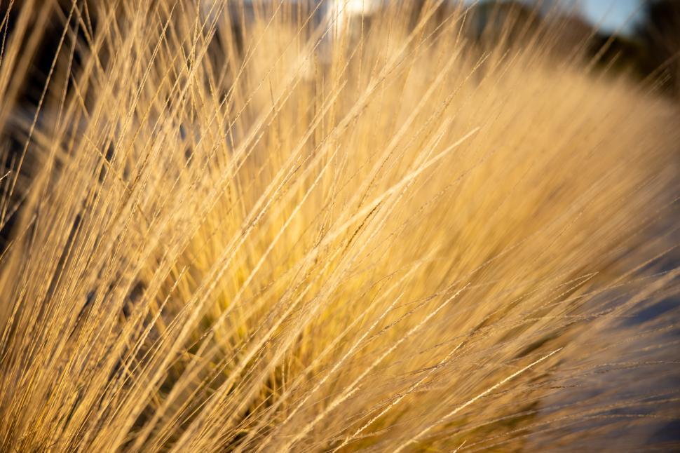 Free Image of Golden grass swaying gently in the evening light 