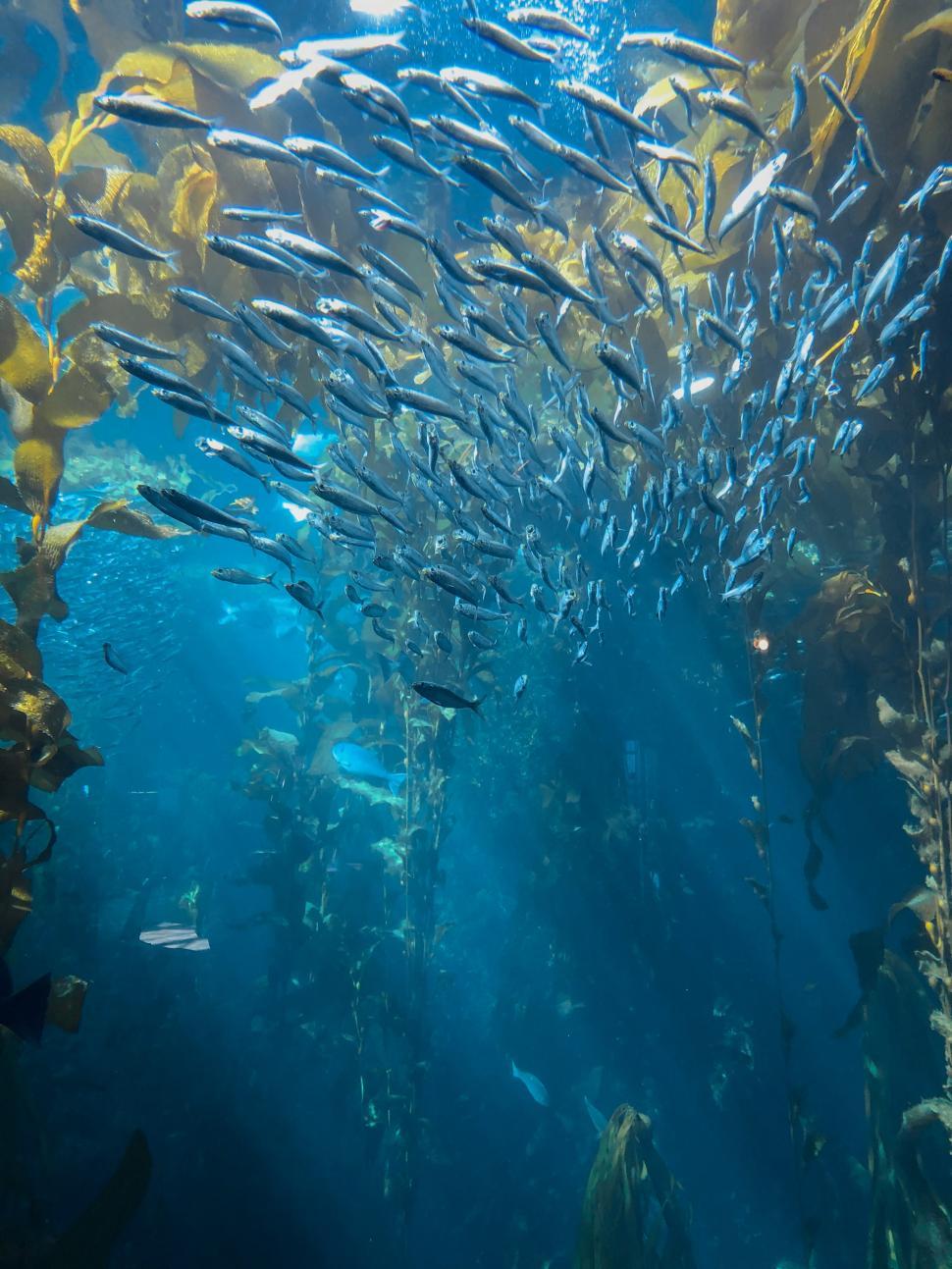 Free Image of Underwater kelp forest teeming with diverse fish in vibrant blue waters 