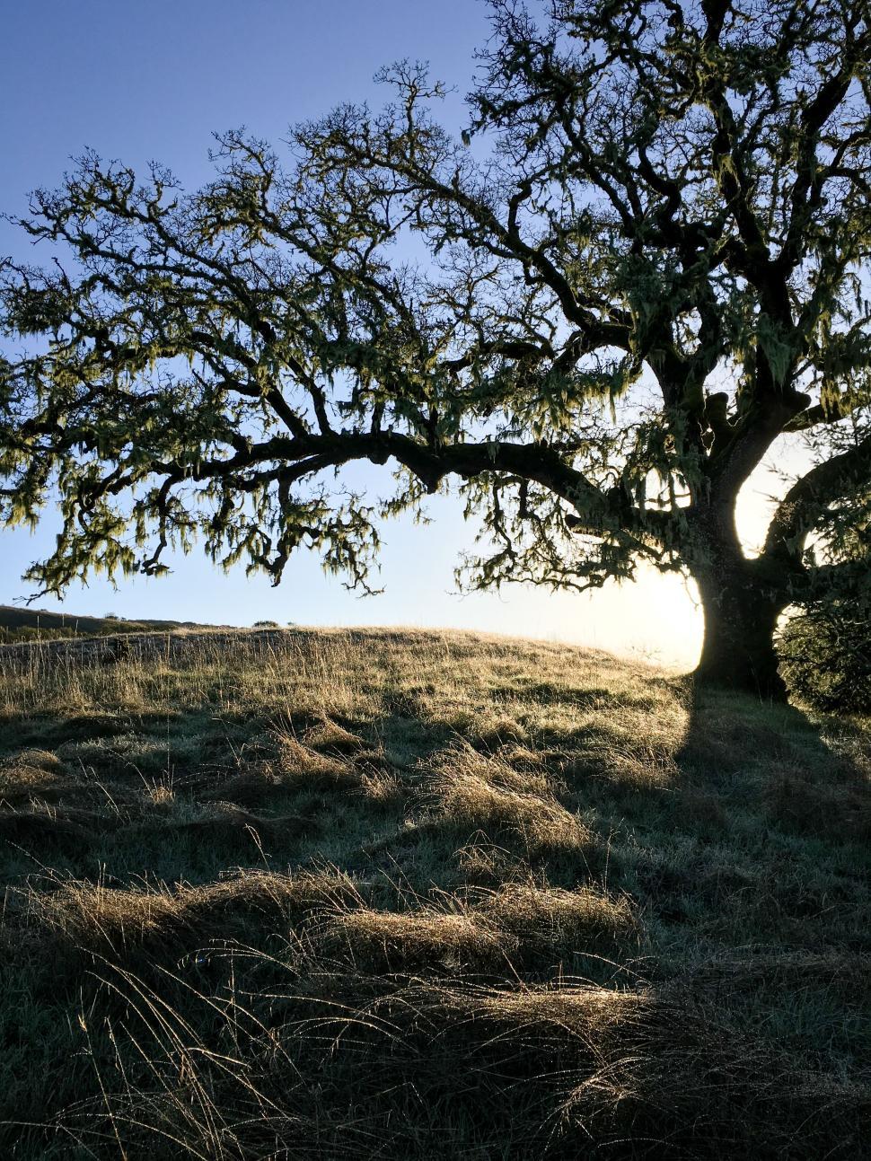 Free Image of Sunrise lights up an oak tree on a cool morning in a grassy meadow 