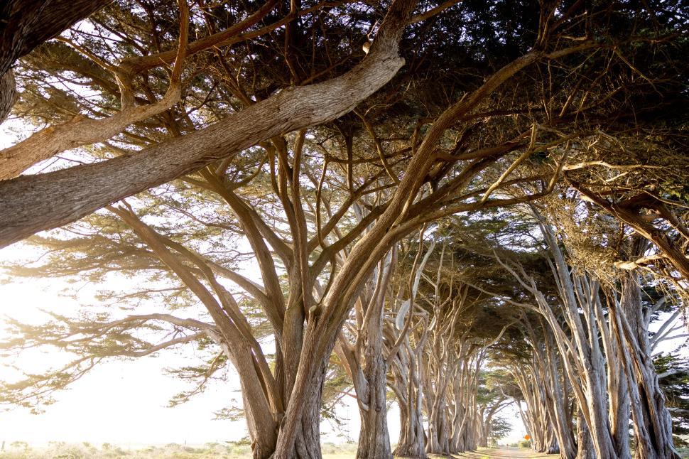 Free Image of Beautiful tree tunnel with golden sunlight filtering through leaves 