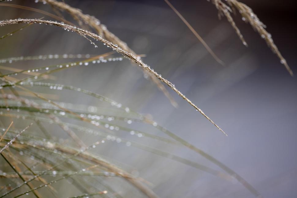 Free Image of Morning dew glistens on the grass at dawn in a quiet meadow 