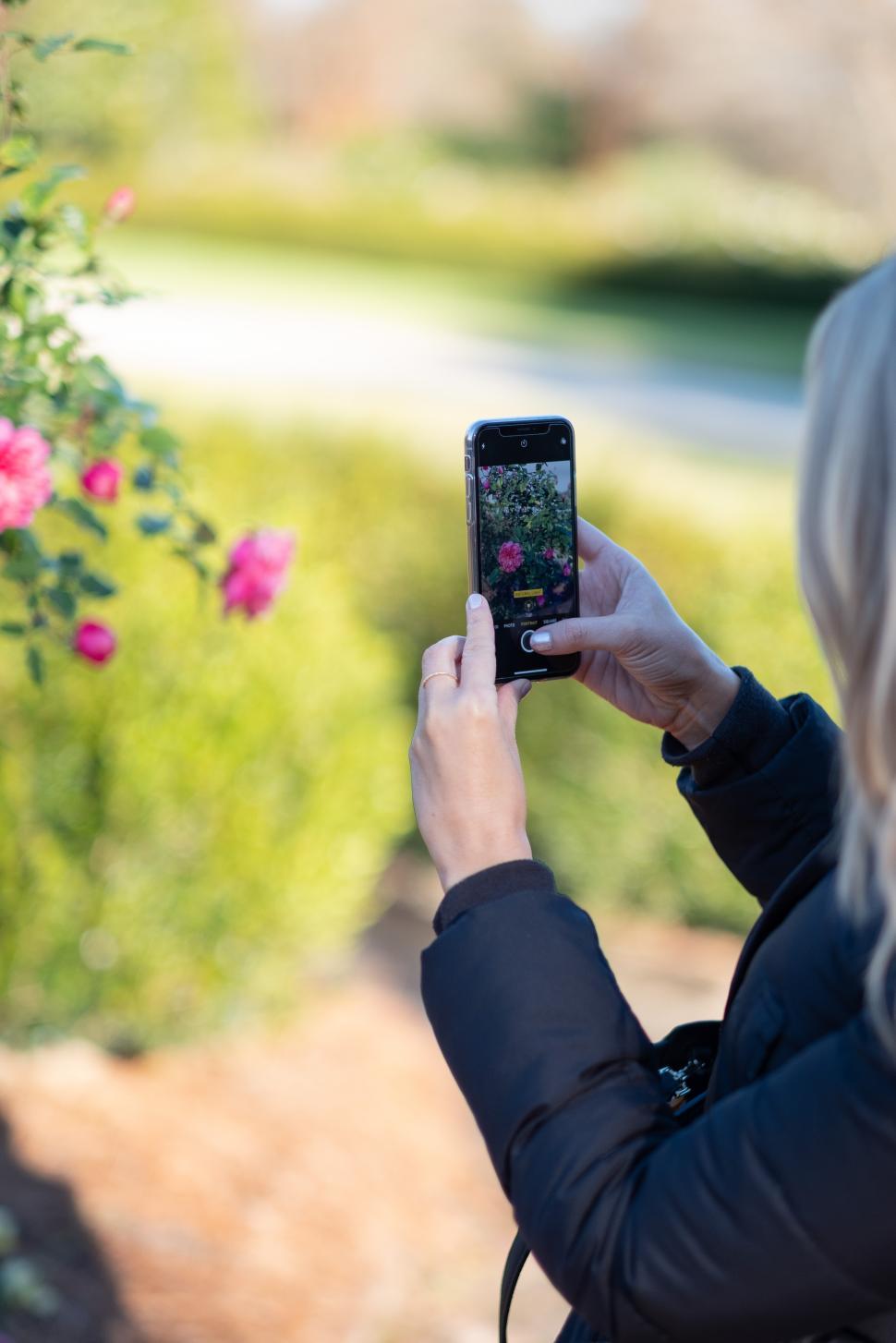 Free Image of Capturing roses in bloom during a sunny afternoon in a park 