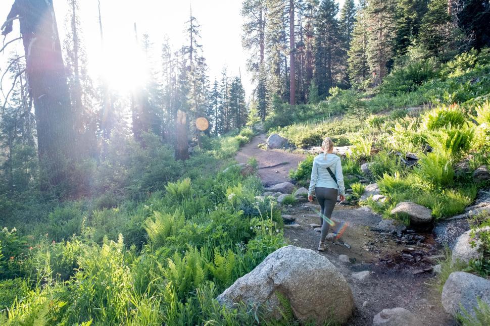 Free Image of Hiker exploring a forest trail during morning sunlight in a serene landscape 