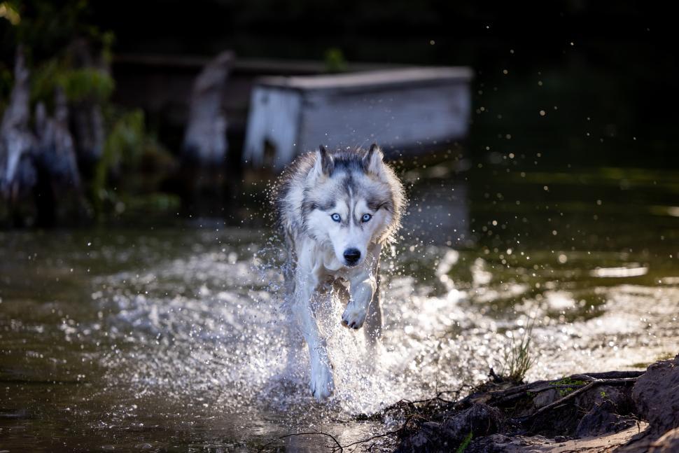 Free Image of Siberian Husky splashes in water while running near a lake 