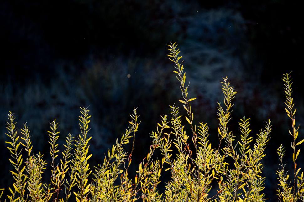Free Image of Vibrant green plants thrive in sunlight against a dark backdrop 