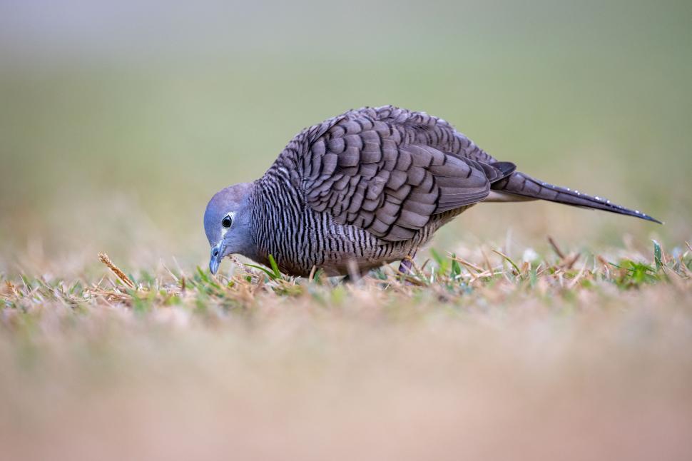 Free Image of Bird foraging on grassy ground in natural habitat at dawn 