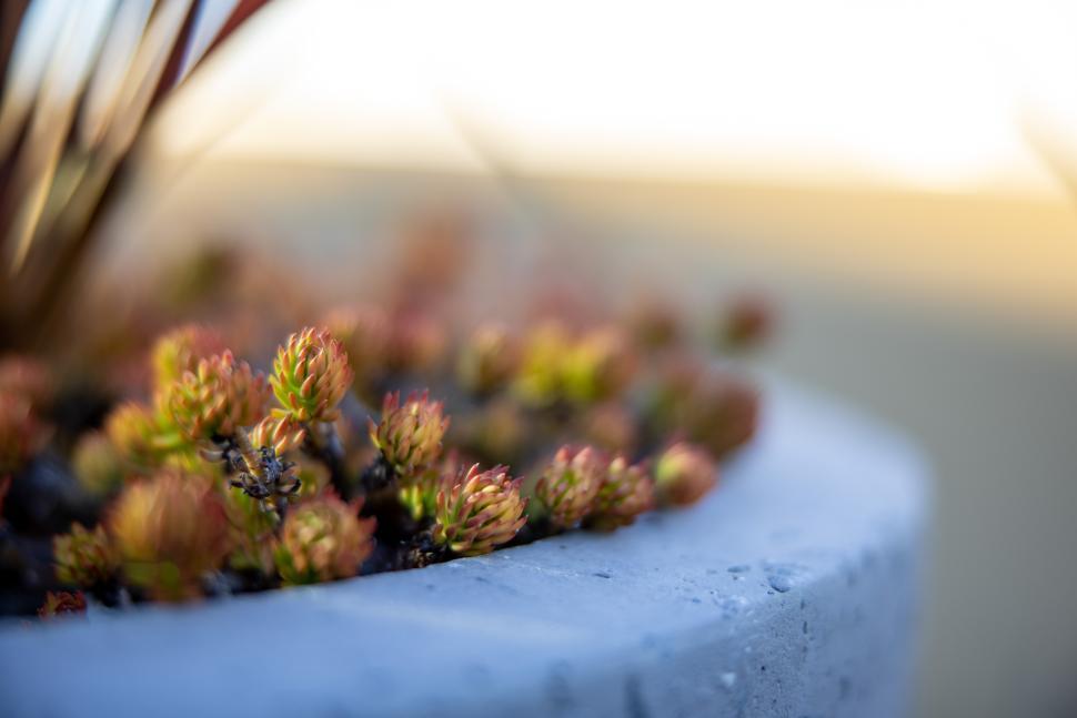 Free Image of Succulent plants growing in a modern concrete planter during sunset 