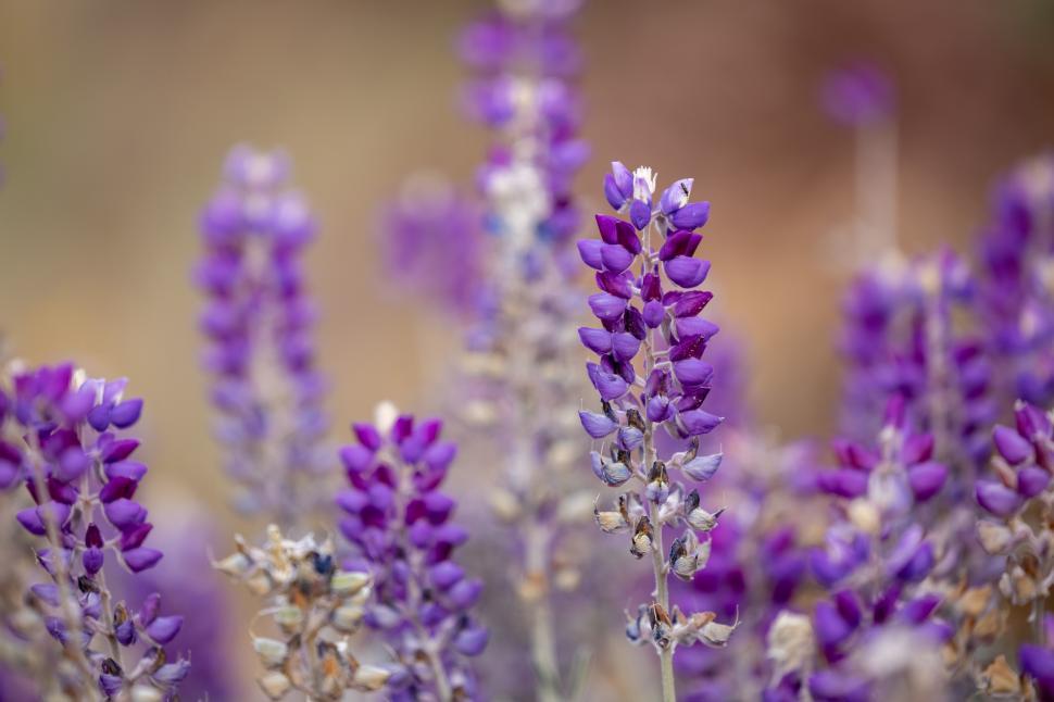 Free Image of Purple wildflowers sway gently in a sunny meadow during springtime 