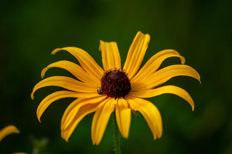 Free Image of Vibrant yellow flower blooming in a lush green setting during daytime 